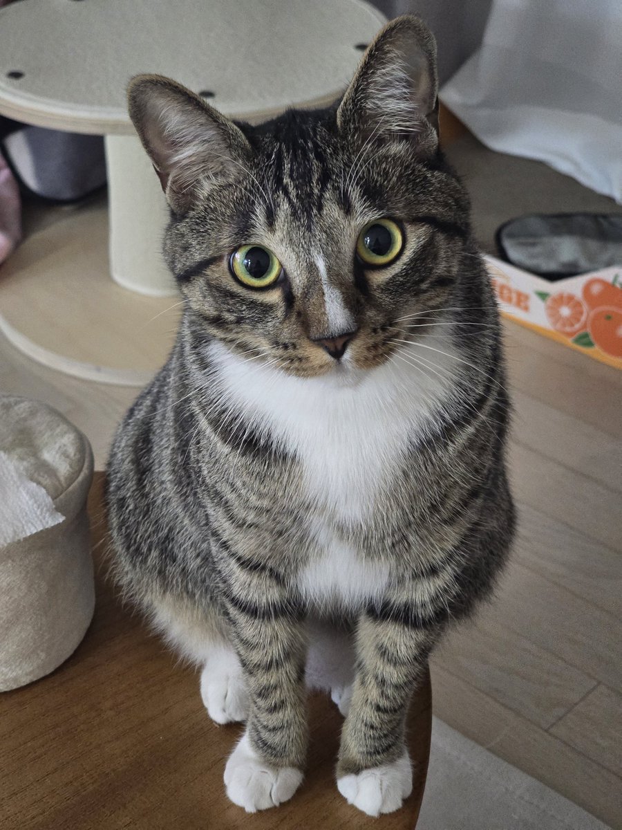 eo_ri_the_cat's tweet photo. 이렇게 착수니 표정으로 바라보면 뽀뽀할 수밖에 없음 https://t.co/n6bN0kY8rM