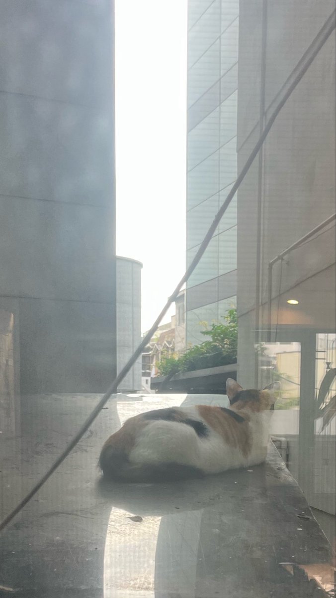 satoppo_life's tweet photo. 【留学日記423日目】
バイト！最近ニキビが出来てきて、계절수업完全に終わったら皮膚科に行こうと思う🥹
明日は一日お休みなので出かけてみます🎶
最近眠たくなることが多くて目がガンギマリです😡( ᴖ ̫ᴖ; )
可愛い猫さんいた https://t.co/R9TzYflcyG