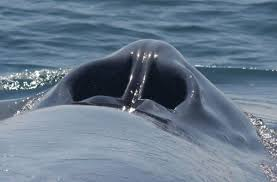 Theme_from_Jaws's tweet photo. So funny how a whale's blowhole is just a nose. https://t.co/cu9SbNgZ9i