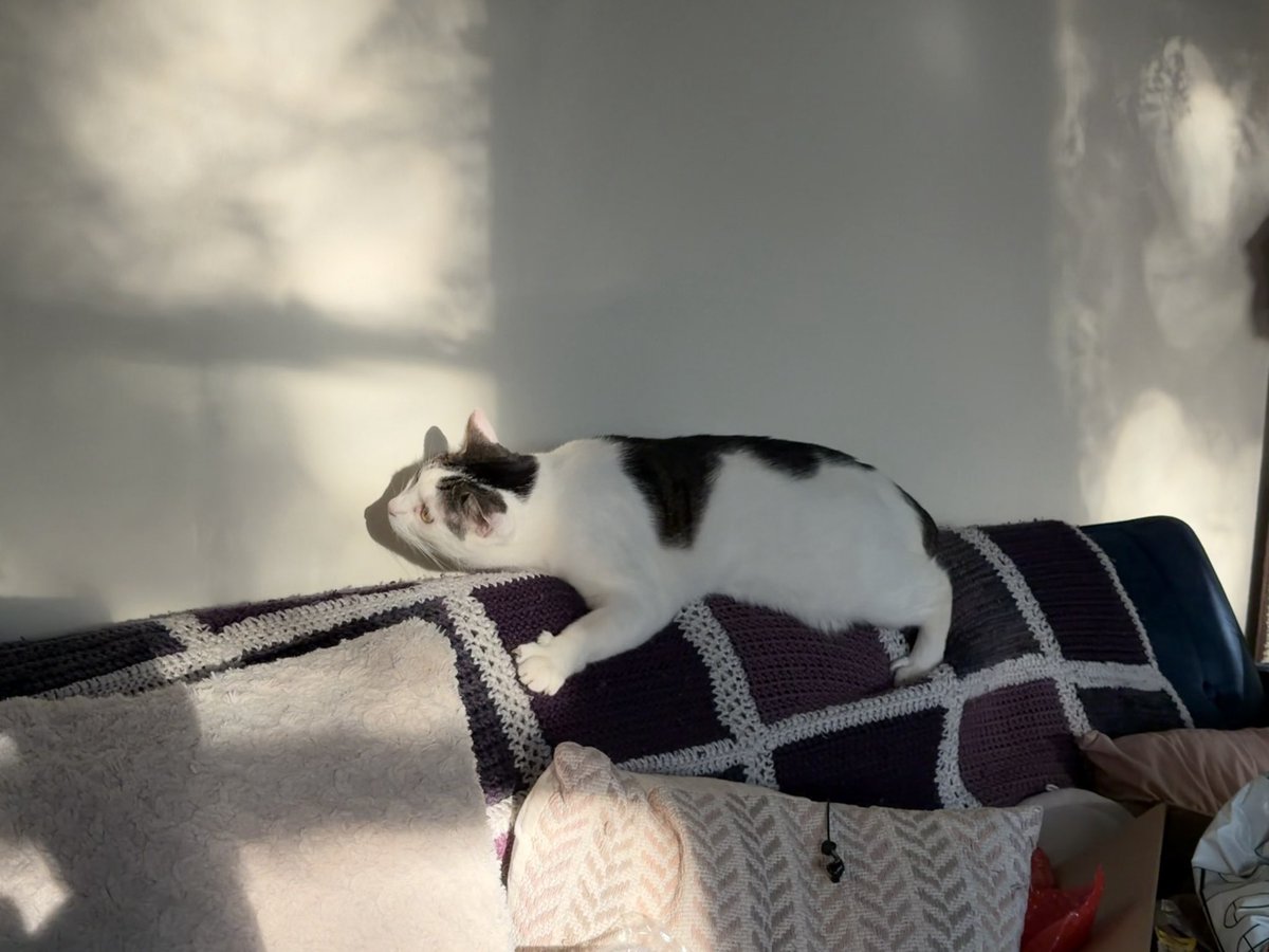 macklecat's tweet photo. be cautious ‼️❗️things hide in the light ❔ https://t.co/796laMoQdJ