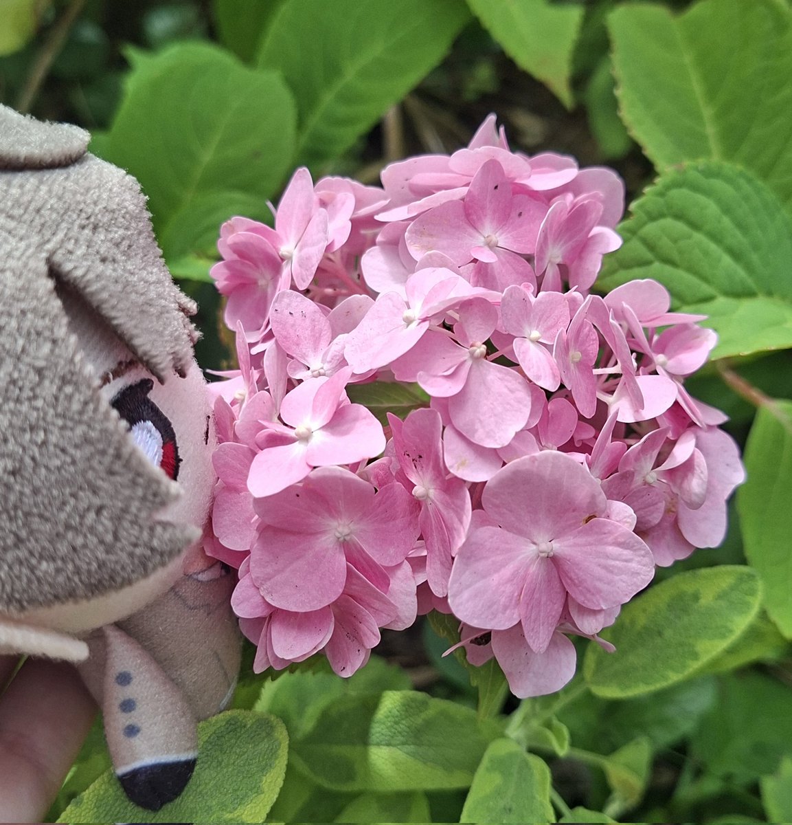 shuakeweed's tweet photo. goro and flowers https://t.co/rEQhvVTx6y