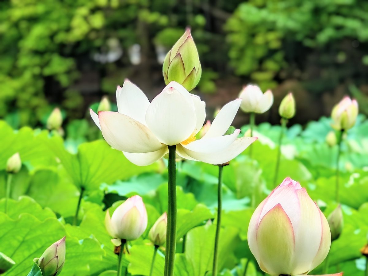 SALE14kgf白蝶真珠 蓮の花カービングPT 鶴舞公園 蓮の花【名古屋市昭和区】 鶴舞公園の胡蝶が池では、開花時期