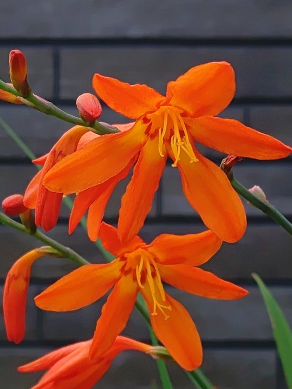 庭のオレンジ色の花を撮影した写真です。焦茶色の壁とよく似合う花でも