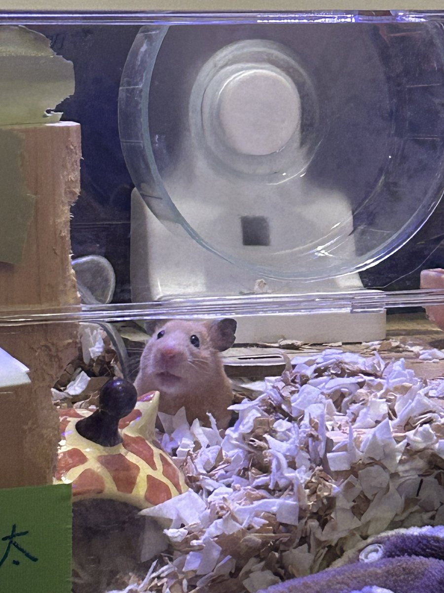 korosite4v's tweet photo. おはようべびた https://t.co/B04dfDF4wl