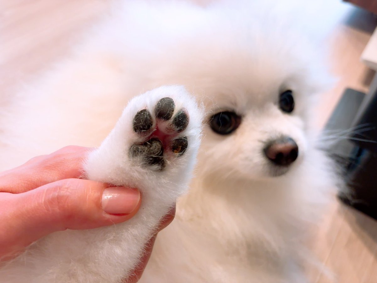 あぐ(8)うに(3)🐾🐾 (@chirimenchaco) on X