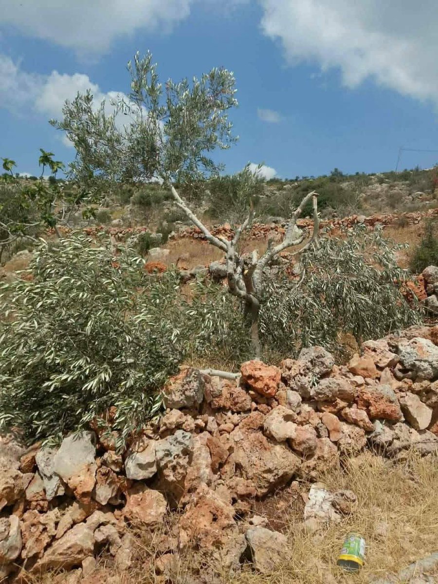 OnlinePalEng's tweet photo. Israeli settler militias uproot dozens of olive trees from Palestinian lands in the town of Deir Balout, occupied West Bank. https://t.co/OW4qBgvp6n