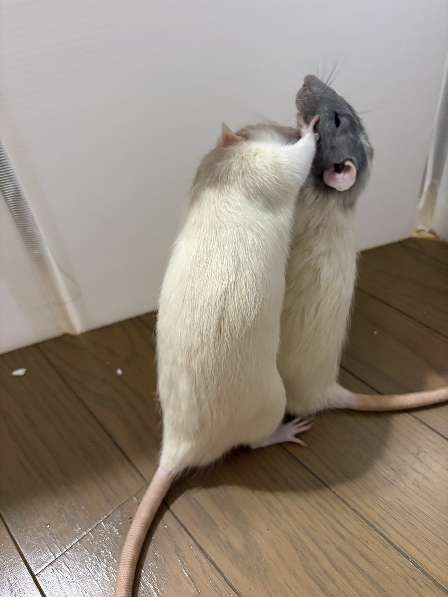ハ・ムチャン🐹 tweet media