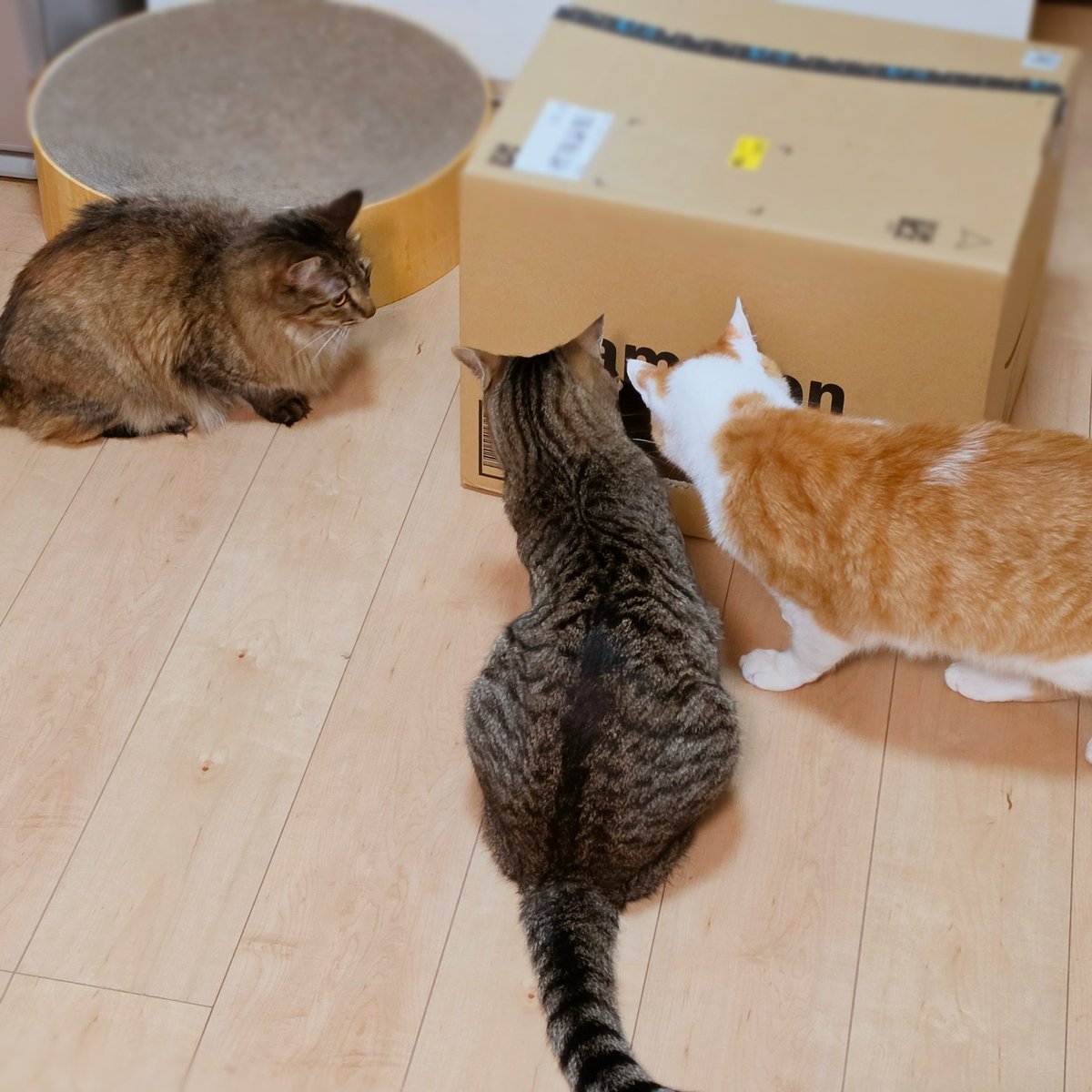 chunn2's tweet photo. ライ「オラの！」 https://t.co/170OsxgAiv