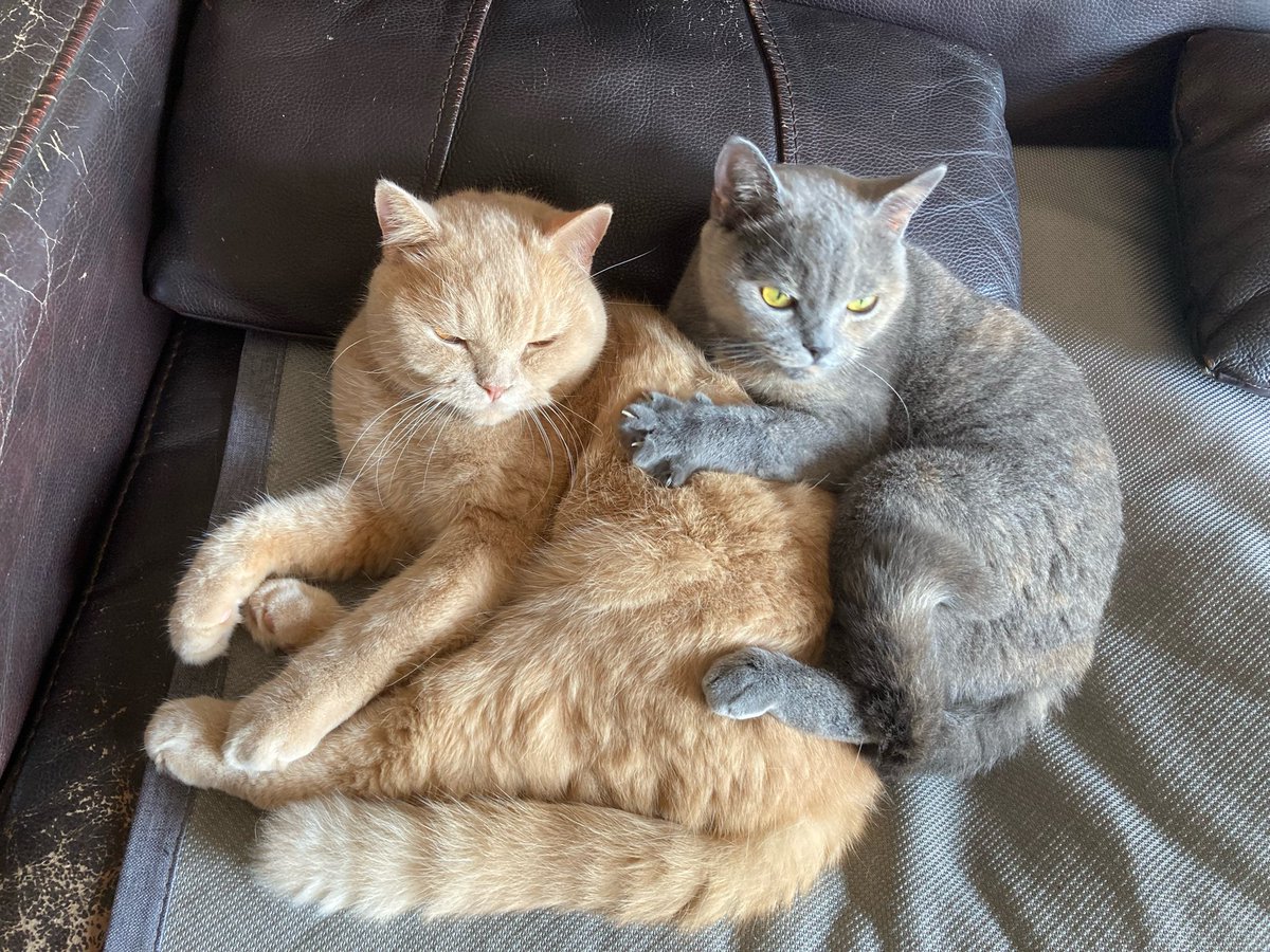 IsabelleVSN42A's tweet photo. Nothing beats coming home to a fluffy tail wag and warm purr after a long day  Pet love is the best stress reliever! https://t.co/WZSK20MVhb