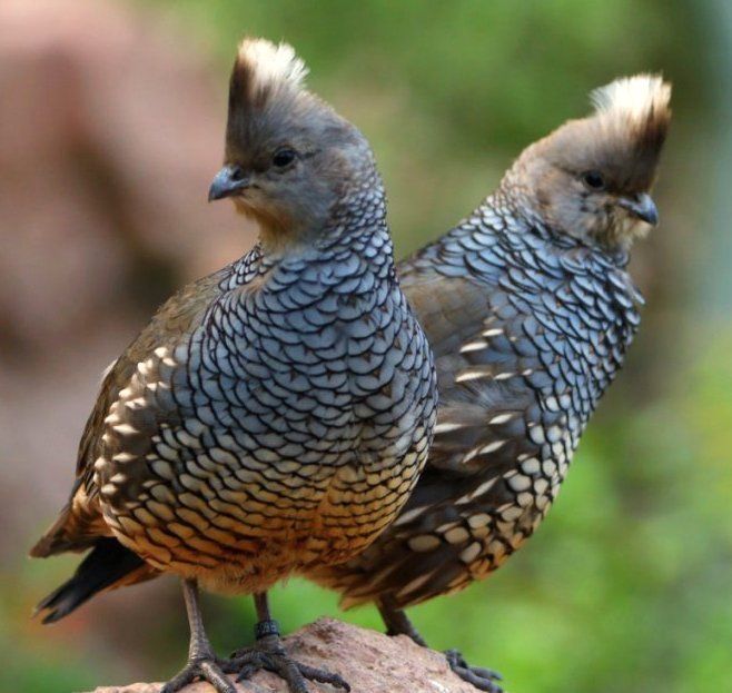 natural77384672's tweet photo. Scaled quail https://t.co/jEXoVJ6RQj