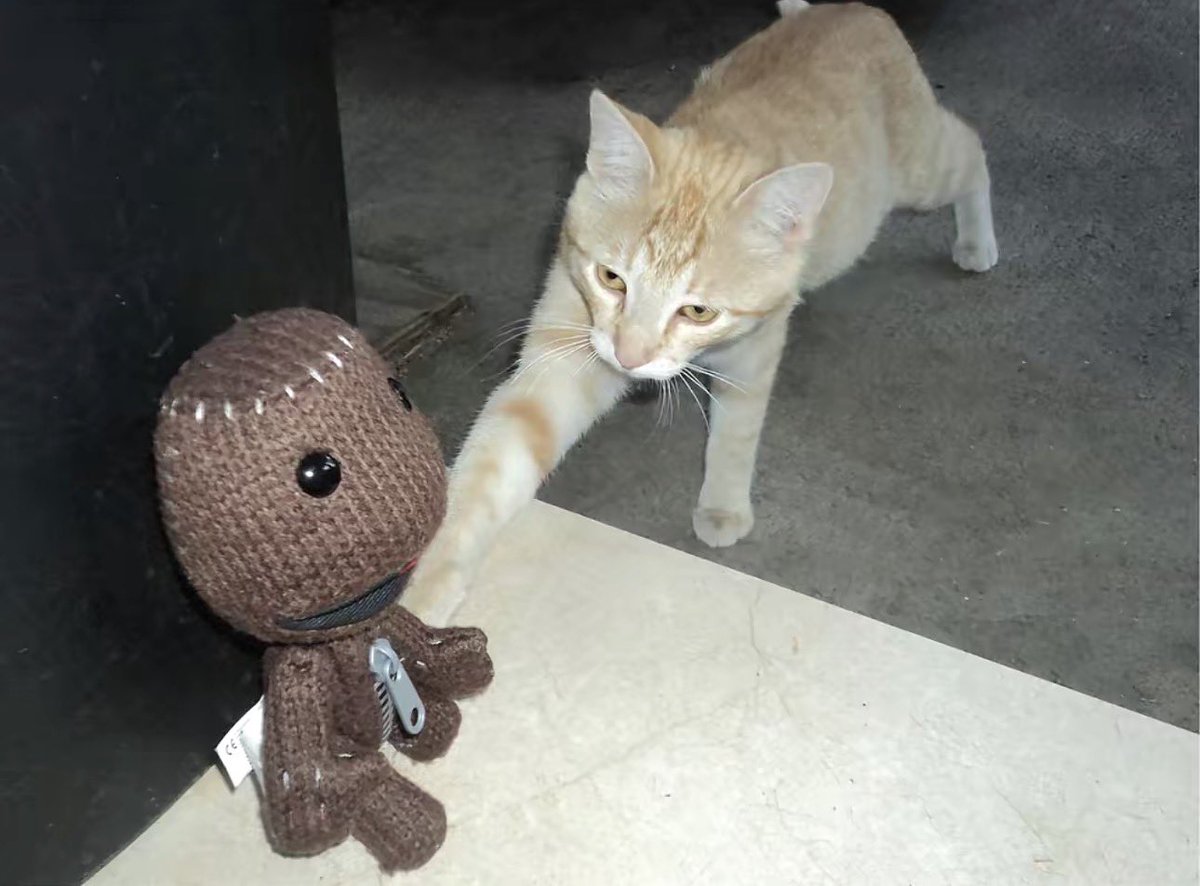 sackboy daily tweet media