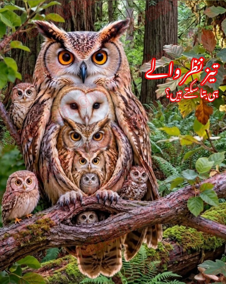 🍁فرحہ🫦 tweet media