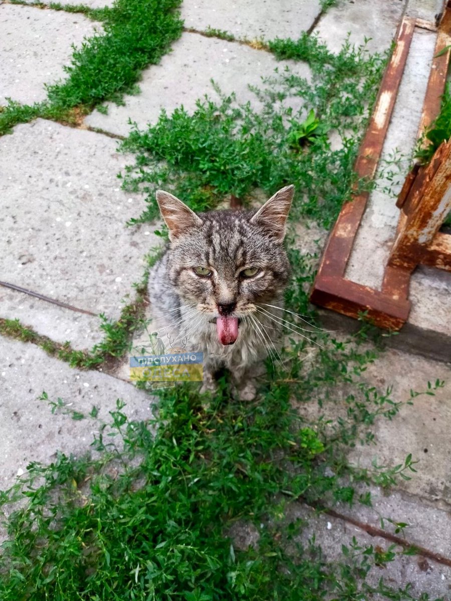 MBelyj2972's tweet photo. Сегодня с раннего утра мне прислали сообщение о котике по адресу Разумовского, 5. К сожалению, с утра я был занят, но к вечеру котику так никто и не помог.

К сожалению, тяжёлым котикам в Одессе всё меньше кто хочет помогать...

Только вечером его удалось доставить в клинику ВетПремьер на ул. Ицхака Рабина, 7.

Сейчас котик находится в тяжёлом состоянии. У него вирусная инфекция, кальцивироз, также есть подозрение на проблемы с почками. Врачи делают всё возможное, чтобы спасти ему жизнь.

Очень просим вашей помощи на лечение, обследование и стационар. Любая сумма может подарить котику шанс на жизнь.

Спасибо всем, кто помогает и не остаётся равнодушным. ❤️