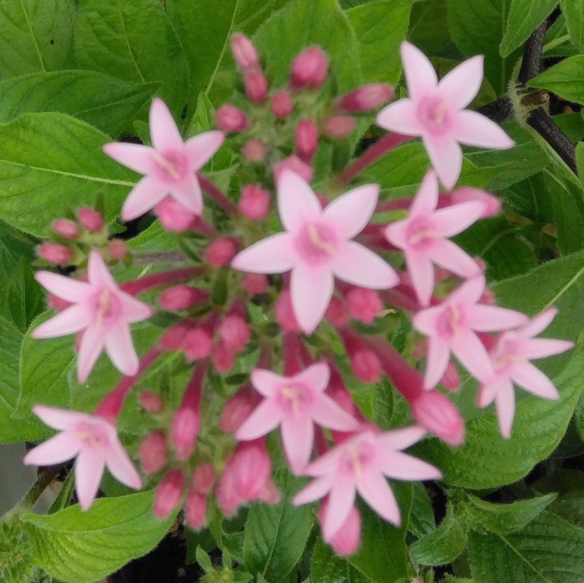 actflowercom tweet picture