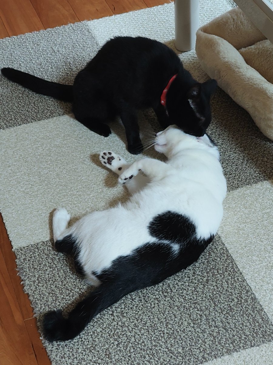 fjmt217's tweet photo. ねこだよ https://t.co/IktYO8YadY