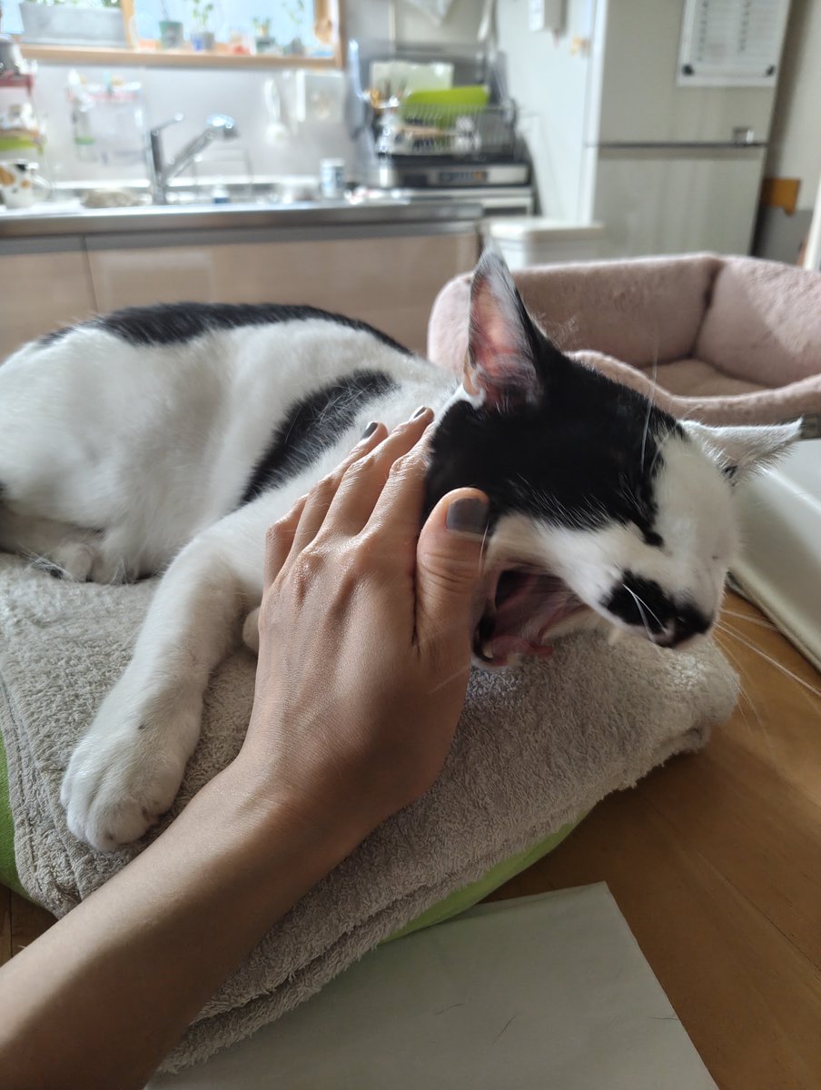 fjmt217's tweet photo. ねこだよ https://t.co/IktYO8YadY