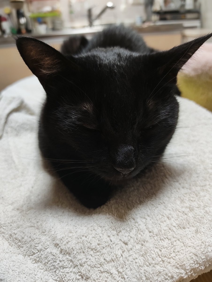 fjmt217's tweet photo. ねこだよ https://t.co/IktYO8YadY