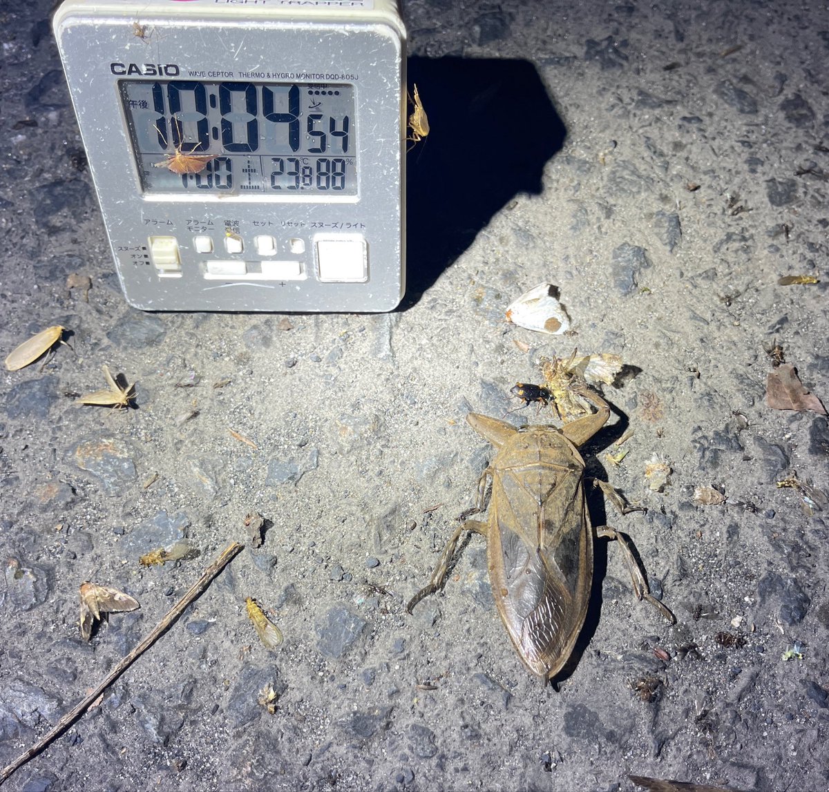 BLT47503772's tweet photo. 本日の昆虫観察終了😅
人生初のタガメ❗️ https://t.co/mmfE9S6eDd