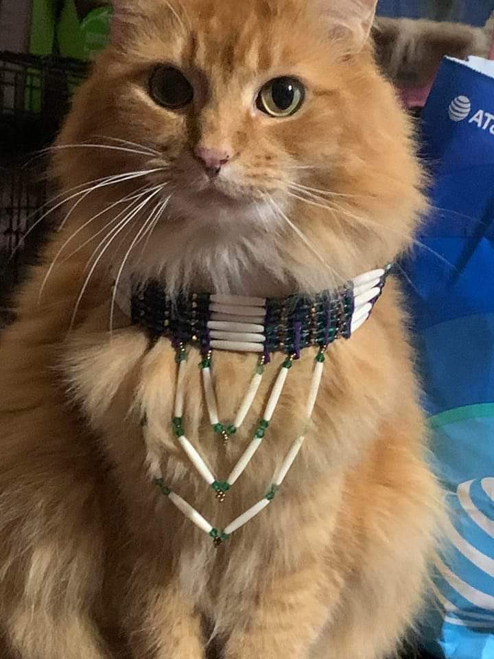 SpottedElk7's tweet photo. Land Back, meow! https://t.co/CCRENWctWI