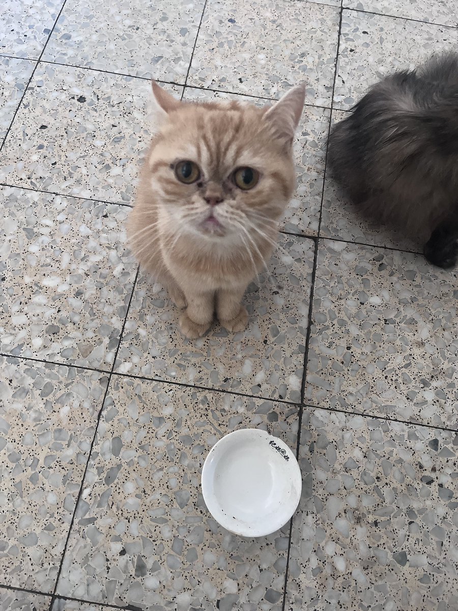 MeowSukkar's tweet photo. The hardest moment isn’t when I go hungry.

it’s when innocent eyes look at me with complete trust, and I don’t know if I’ll be able to fill their bowls again tomorrow. 

I won't let them face this war alone. please help me keep my cats fed and safe.🤍

https://t.co/Dzz0iz8GO7 https://t.co/pPNy1selbr