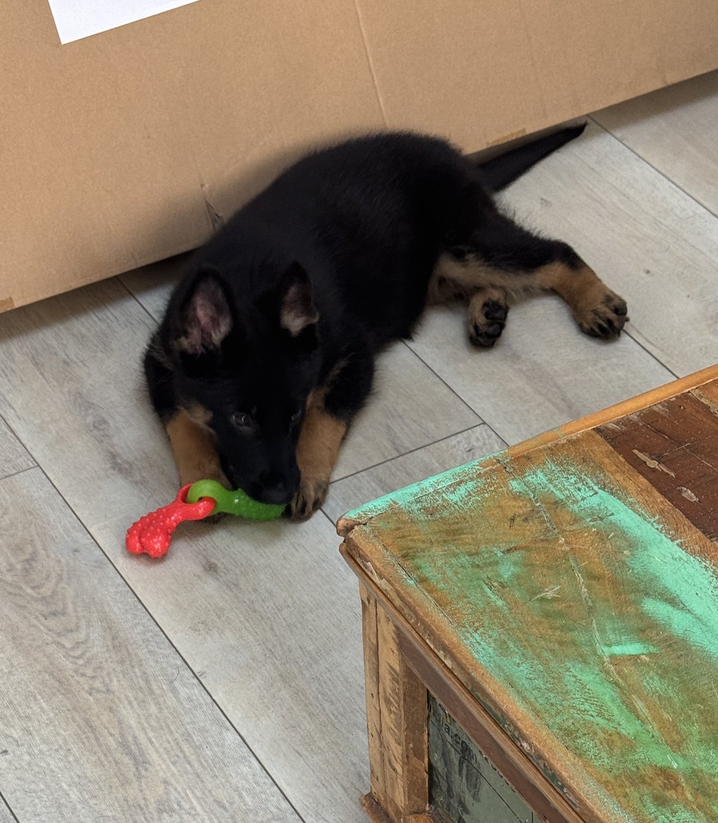 DC_Police Dogs ( Puppy Development Program) tweet media