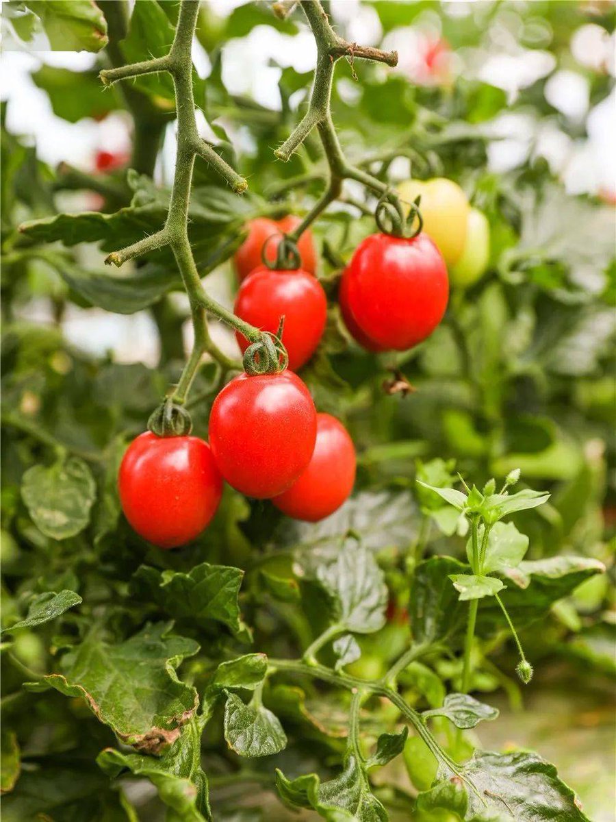 mghkr22384612's tweet photo. Just tried the new organic cherry tomatoes —burst with natural sweetness, no watery aftertaste, perfect for quick salads or snacking! 10/10 would repurchase. ， https://t.co/zg9oXAvfWO