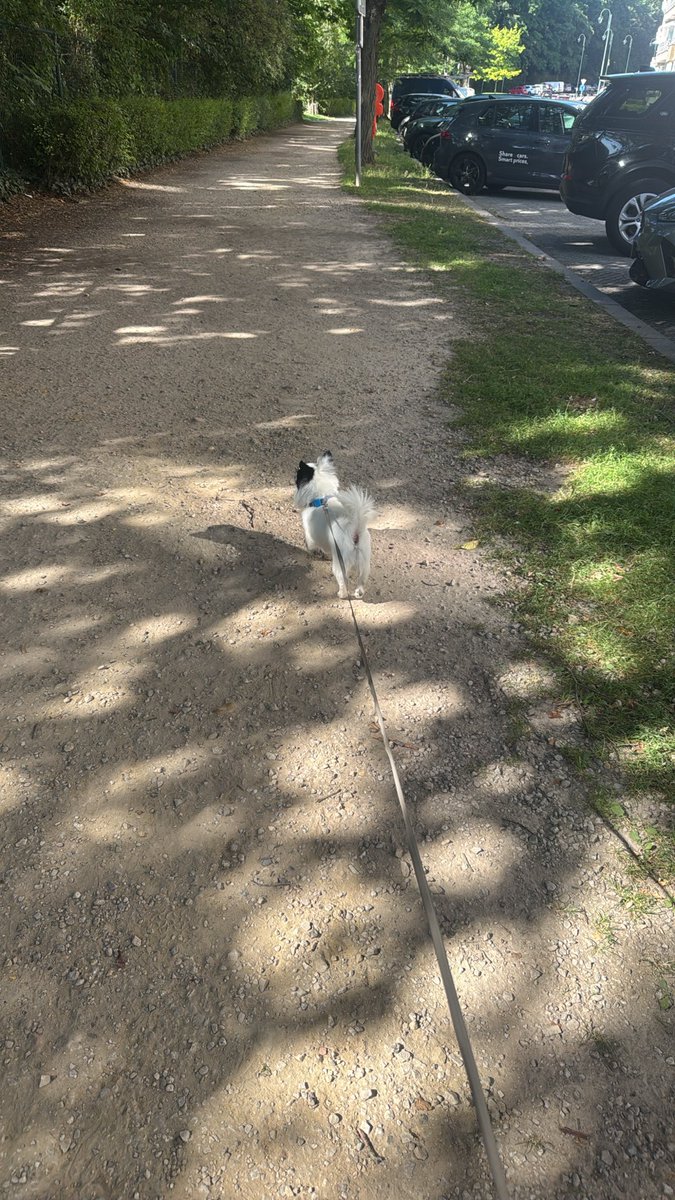 N_elmx's tweet photo. Le premier qui me fait chier, je dis au chien de mon voisin « attaque ».. 🙂 je me sens en sécurité tout d’un coup hahah https://t.co/hod3NpQxhn