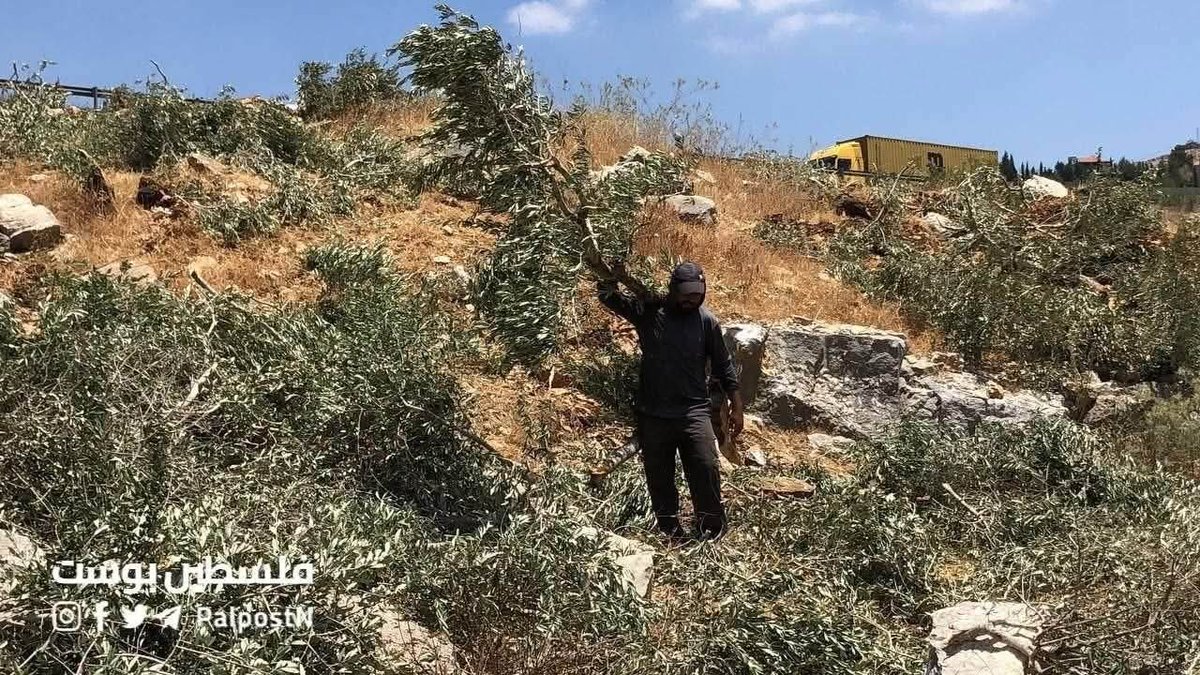 drghadasasa's tweet photo. From the massacre of 1000+ olive trees by the Israeli army, in our village of Madama south of Nablus, this week. The army put a banner &amp; distributed leaflets, threatening: "Every attempt to attack Israeli civilians &amp; forces will lead to the deployment of live fire &amp; detention." https://t.co/19niBwAh9a