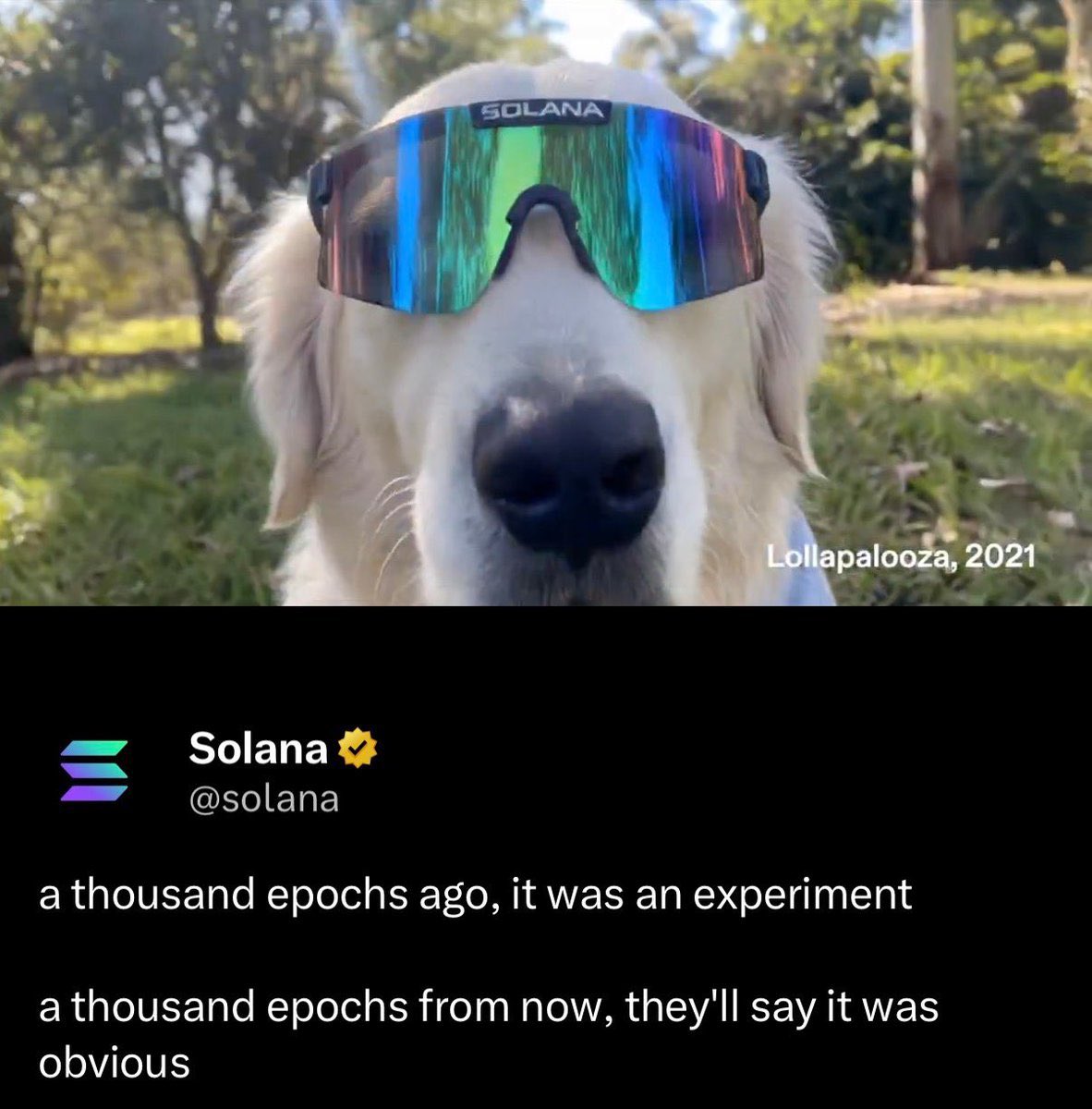 _MogDog's tweet photo. @blknoiz06 @blknoiz06 
This dog will mogs TF out of you https://t.co/MaloPmLZIw