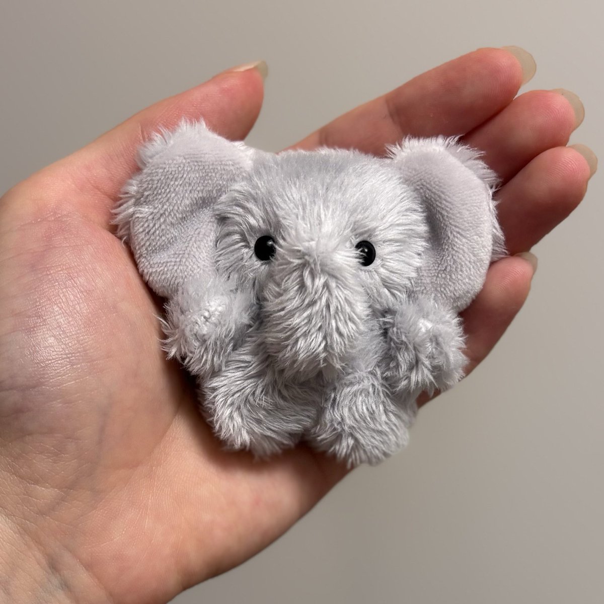 手のひらゾウの赤ちゃん🐘💕 ちょこんとサイズが可愛い子です