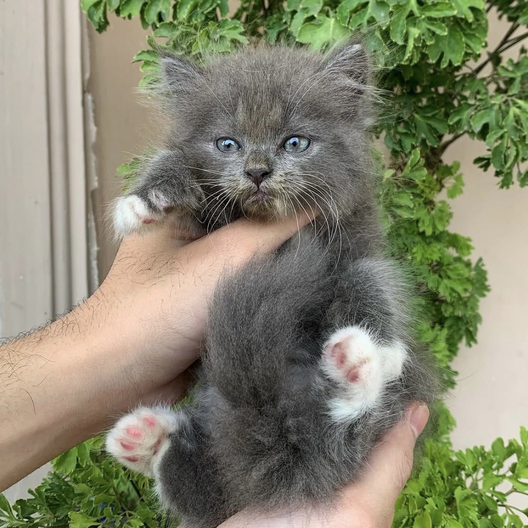 putrinad19's tweet photo. Halo guys bantuin aku nemuin babu baru mereka yuk‼️
semua kucing nya terawat dan gembul" aku open adopt free tanpa biaya apapun https://t.co/egegDYjDae