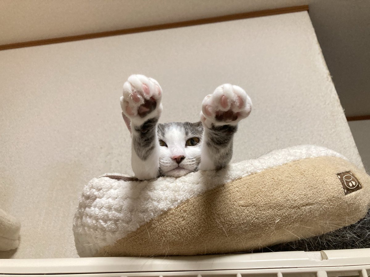tyachan1010's tweet photo. どした？www

#保護猫
#サラちゃん
#万歳ポーズ https://t.co/7MHPCxAy0P