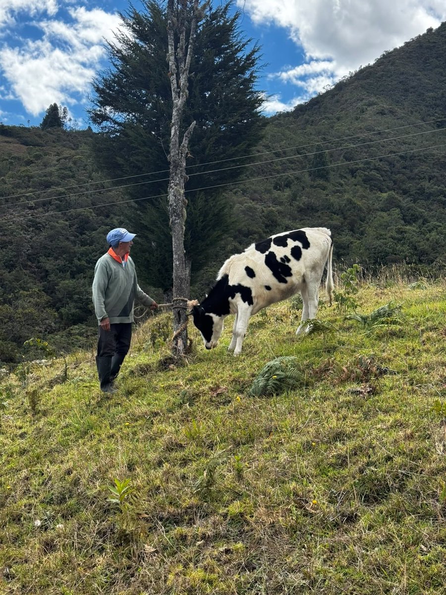 Agricultura_CZ6's tweet photo. #Azuay | Junto a la Asociación de Pequeños Productores Agropecuarios Unidos por El Progreso, de San Alfonso, #SantaIsabel, realizamos una jornada de desparasitación y vitaminización bovina, fortaleciendo la sanidad animal y la productividad ganadera. 🐄💉 https://t.co/psdOOyw2rX