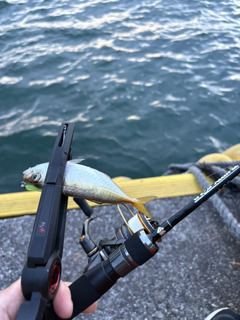 tsuri_ski_bb's tweet photo. 1ヶ月ぶりのアジング🎣
無事鱗付け完了🫡
豆❗️
#アジング 
#THIRTYFOUR https://t.co/rg2p93luRT