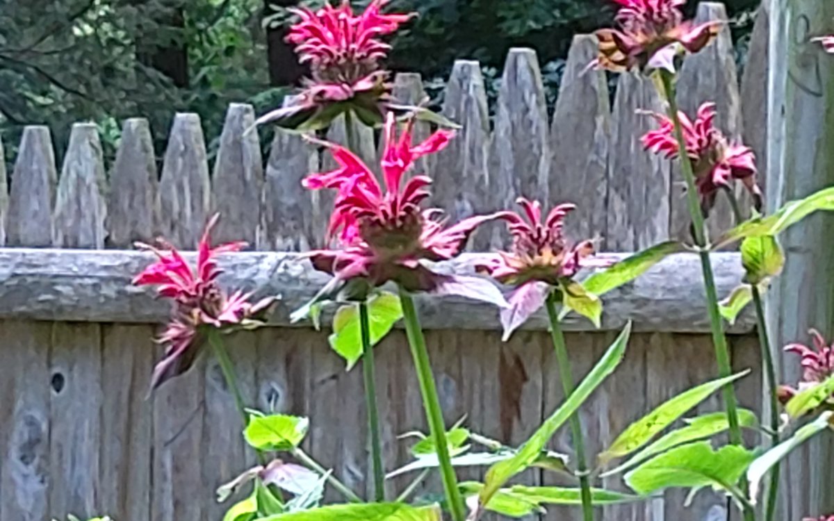 NBPTROCKS's tweet photo. #BeeBalm https://t.co/NResCTOLrx