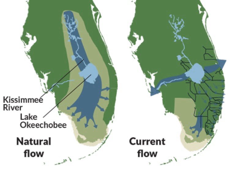 TowardDeath_'s tweet photo. The Everglades were drained for the fertile lands underneath which left lake Okeechobee with limited outflow, combine this with increasing phosphorus loads from agriculture  further north completely raped the lake https://t.co/MHMS0R93FE