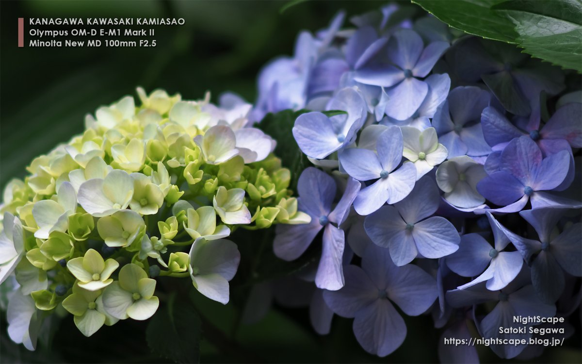 陰に咲く紫陽花 浄慶寺 Olympus OM-D E-M1 Mark II Minolta New MD