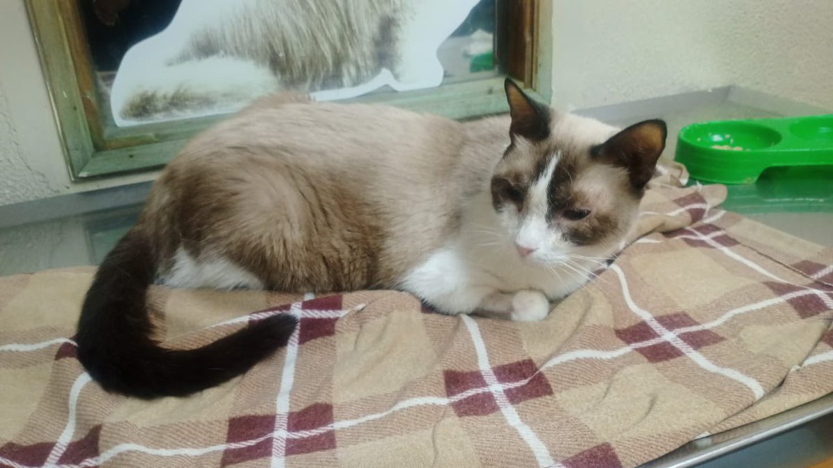 ManadaMiaucito's tweet photo. Buenos días amigos manadísticos. A Sabrina ayer le hicieron la prueba de leucemia y HIV felino y arrojó negativo. Ella ha tenido una ligera mejora pero sigue sin comer completo.

He recibido ayuda $20 de buenos amigos la cual voy a abonar para la Clinica. Muchas gracias ❤️ https://t.co/dwabz1YdYS