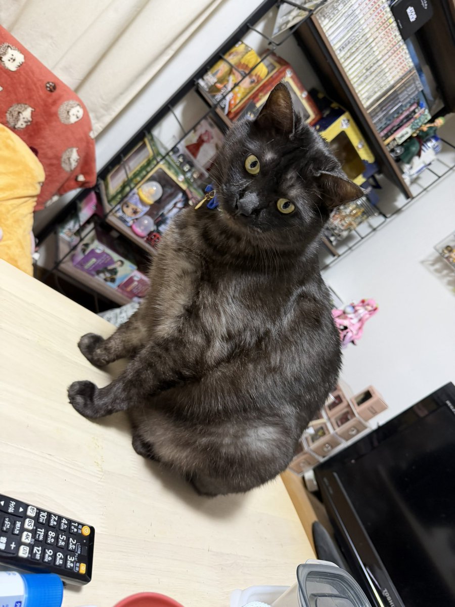 Tor_korsenser's tweet photo. うちの猫……デブ過ぎッ！？ https://t.co/DdWMK2DrZY