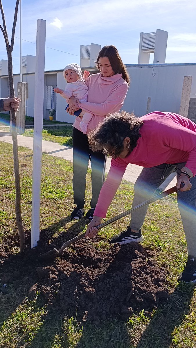 julioblatter's tweet photo. Plantar un árbol es sembrar futuro. Con la nueva plantación en el barrio nuevo, 34 familias contarán con un entorno más saludable, fresco y natural. 🌿 El cambio empieza en casa, cuadra por cuadra. 💚 #ReforestaciónUrbana #SanJeronimoNorte #Naturaleza https://t.co/xK7IKK8gM0