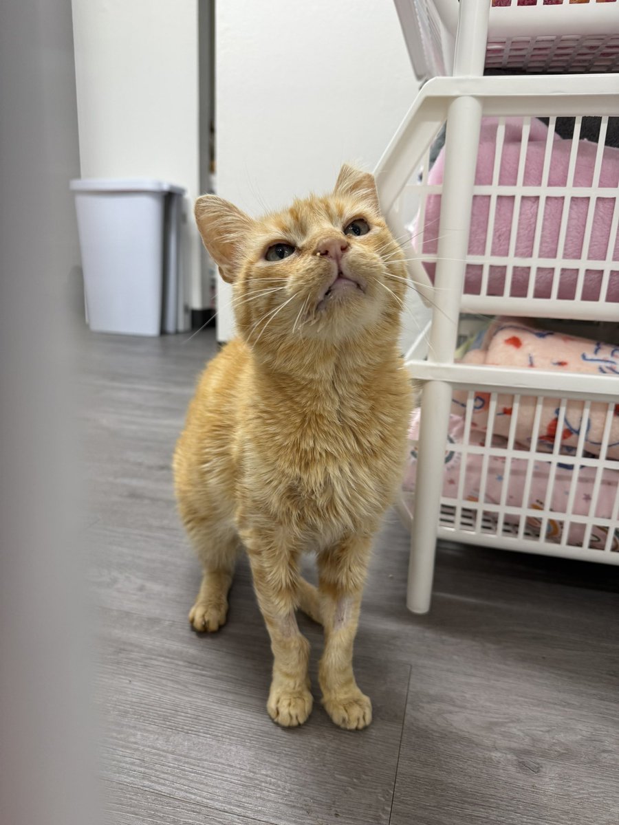 feederofcats's tweet photo. good morning from old baby man Mr. Peaches :) https://t.co/kLbRbelrdO