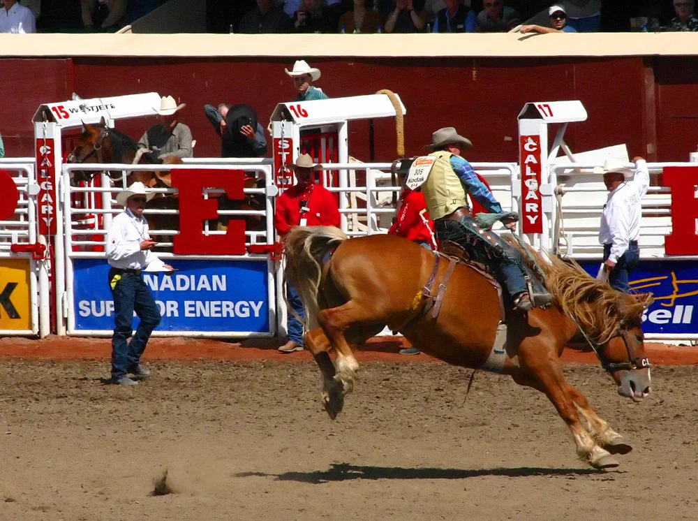 A person rides a bucking horse at the Calgary Stampede.
