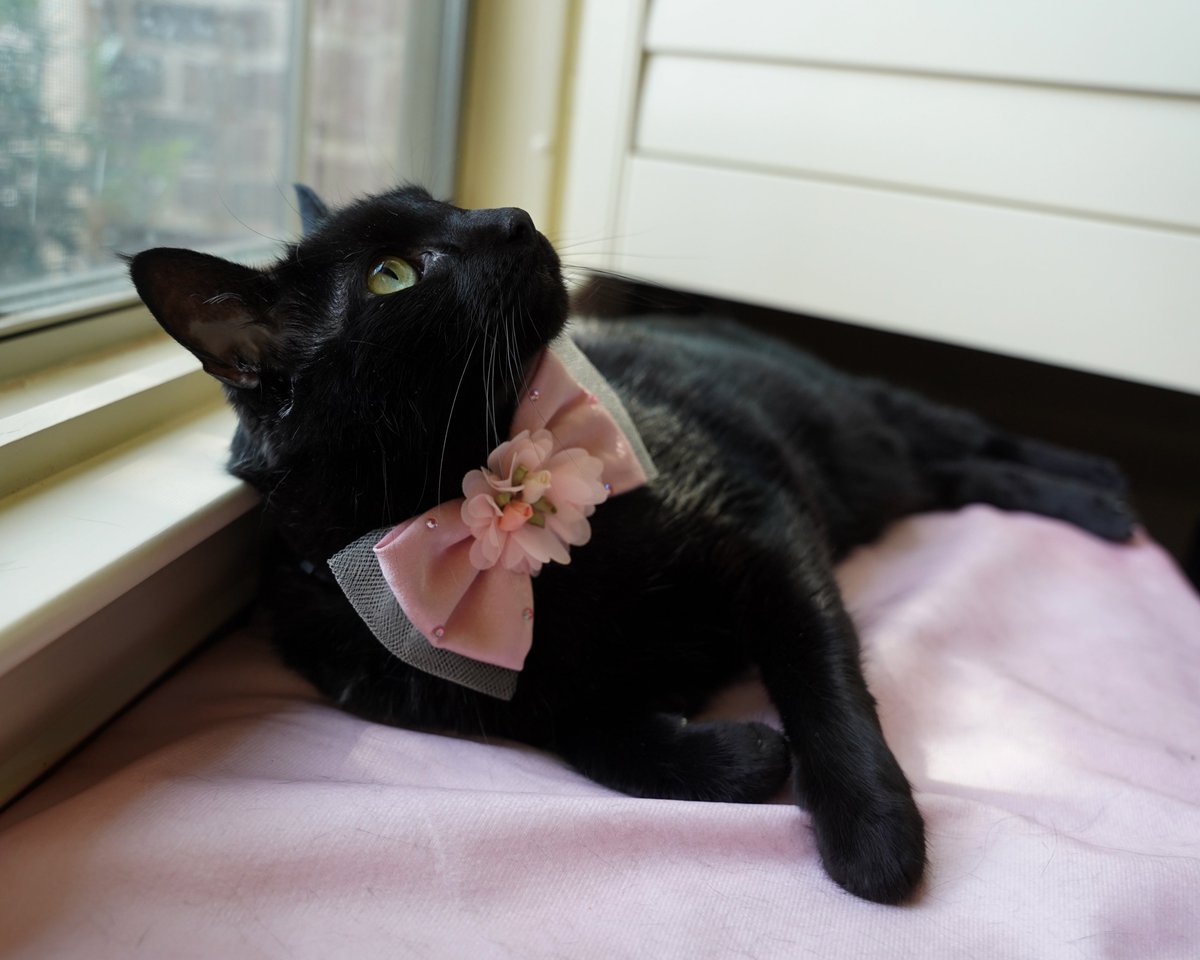 ZolderTheCat's tweet photo. Pretty in pink on Caturday! Happy weekend!
#Caturday #Blackcat #rescuecat https://t.co/TeVDABMTO9