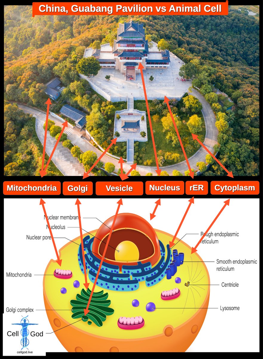 TMcellgod's tweet photo. Chińska świątynia z lotu ptaka.

Kompletny diagram komórki zwierzęcej wpisany w skalę architektoniczną. Jądro, retikulum, Golgi, mitochondria, pęcherzyki wydzielnicze – każde organellum ma tu swój odpowiednik.

A las wokół? 

20 lat badań japońskiego immunologa Qing Li wykazało, że trzy dni w lesie zwiększają aktywność komórek NK o 50%, podnoszą poziomy perforyny i granulizyny, i dają miesiąc podwyższonej ochrony przeciwnowotworowej. Bez leków. Za darmo.

Mechanizm: fitoncydy – α-pinen, limonen – z drzew wprost do twojego krwiobiegu.

Świątynia otoczona lasem koduje te fakty.
Widzisz to samo, co ja?
Cały wpis 👉 https://t.co/d1RZZcO9Cf