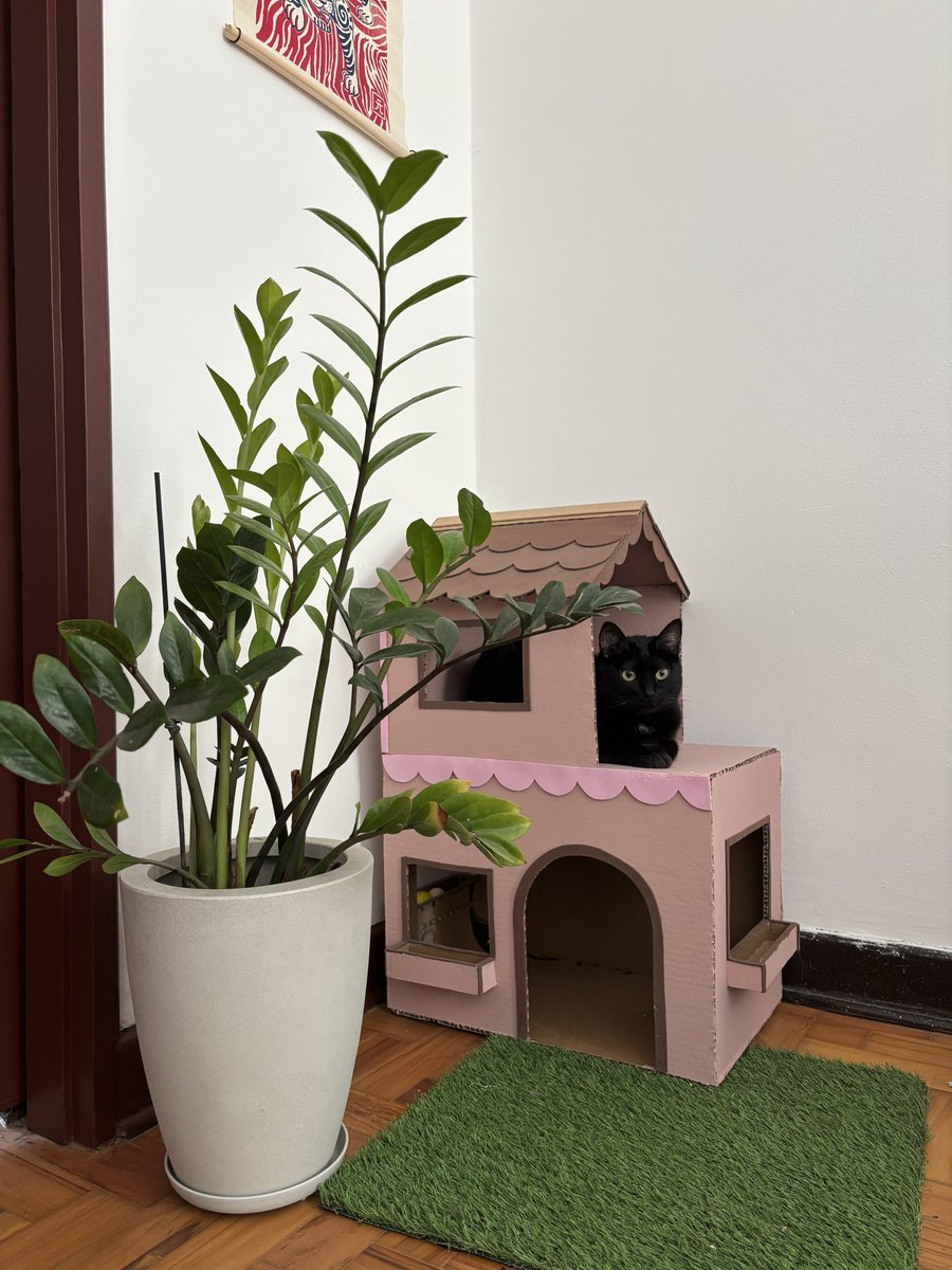 trostes's tweet photo. ter feito uma casinha de papelão pros gatos me trouxe muita alegria todo dia eu olho pro lados eles tão lá na casinha e é simplesmente a coisa mais fofa do mundo https://t.co/h1f0IpieMj