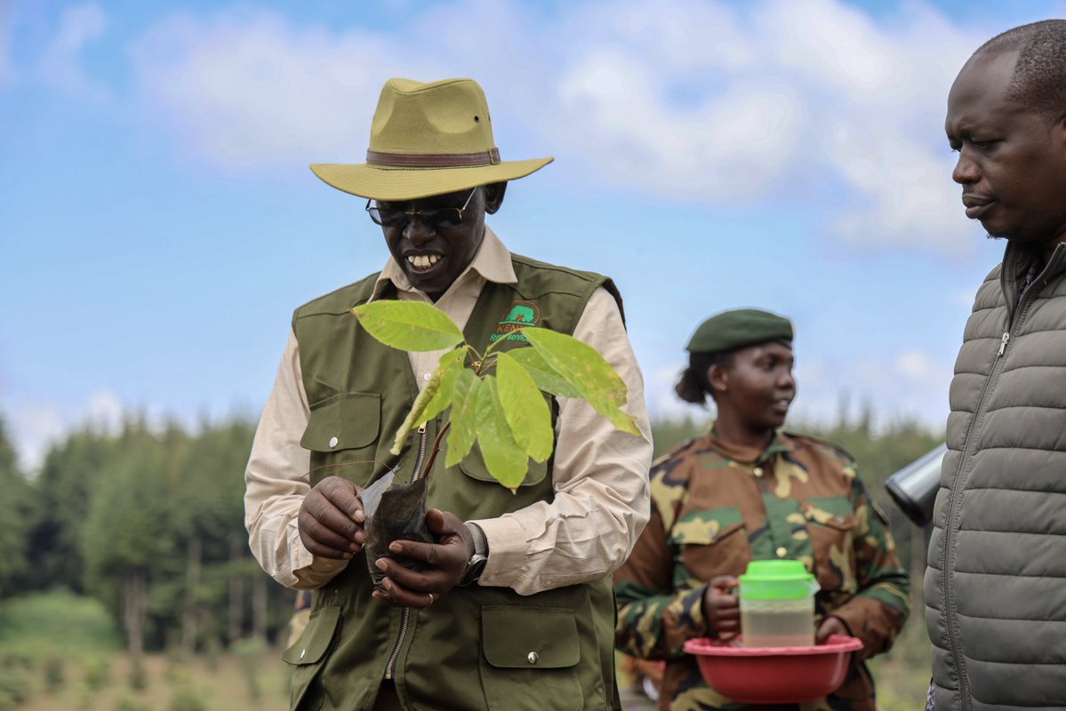PS_SDICS's tweet photo. Today, we joined H.E. Prof. Kithure Kindiki, Deputy President of the Republic of Kenya and Guest of Honour, at the Kaptagat Forest Marathon as we marked 10 years of the Kaptagat Integrated Conservation Programme (KICP), a flagship Sports for Conservation initiative that is transforming lives through environmental restoration and sustainable livelihoods.

The Programme's Patron, PS Dr. Chris Kiptoo, highlighted key milestones achieved over the past decade, including the establishment of a 273-kilometre live fence to protect the forest and designated community access points that promote sustainable use of forest resources. The event also marked the national launch of cocoa planting, with Kaptagat becoming the first site in the country to roll out the initiative. Anchored on the pillars of Pesa Mfukoni and Maji Safi Nyumbani, the programme demonstrates that conservation and economic empowerment go hand in hand.

The event brought together CS Interior and National Administration Hon. Kipchumba Murkomen, CS Environment and Climate Change Dr. Barasa Mulongo, Principal Secretaries, Governors, Senators, Members of Parliament, Chief Executive Officers, Director Generals, development partners and other senior Government officials, reflecting a shared commitment to environmental conservation. As Kenya works towards its target of growing 15 billion trees by 2032, initiatives such as Kaptagat Integrated Program continue to demonstrate the power of partnerships in restoring forests, protecting water towers and securing a greener, more sustainable future for all.