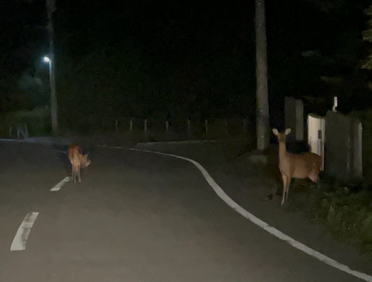 miwachi_pi's tweet photo. そして帰り道で会ったシカ🦌

奈良のシカ以外に野生のシカに初めて出会った🦌
はちあった瞬間、ピタッと動かなくなってかわいかった🦌

楽しい1日でした🦌 https://t.co/XM7PYqD6yu
