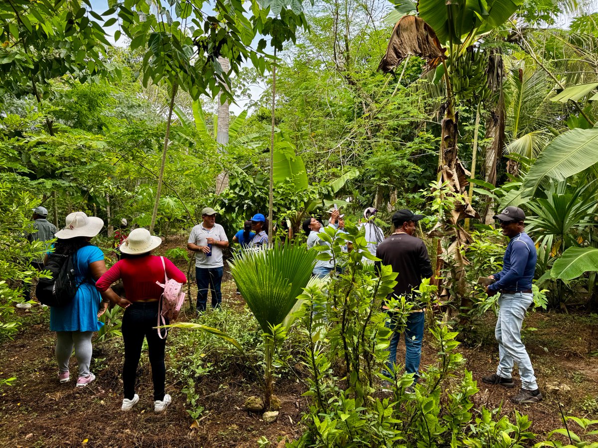 JJLN0468's tweet photo. La praderización en la cuenca baja del Sinú para ampliar la frontera ganadera es irracional. 87% del territorio ha sido deforestado para esta actividad productiva (Color amarillo). En medio de todo ese panorama, que nos hace extremadamente vulnerables a sequías extremas, el trabajo de ASPROCIG se hace visible en la Cuchilla de Cispatá, donde la pérdida de cobertura vegetal no sólo se ha frenado, sino que se ha recuperado mediante el establecimiento de #ABIF en 3 Núcleos Socioecológicos. 26 años continuos de trabajo ya rinden sus frutos.