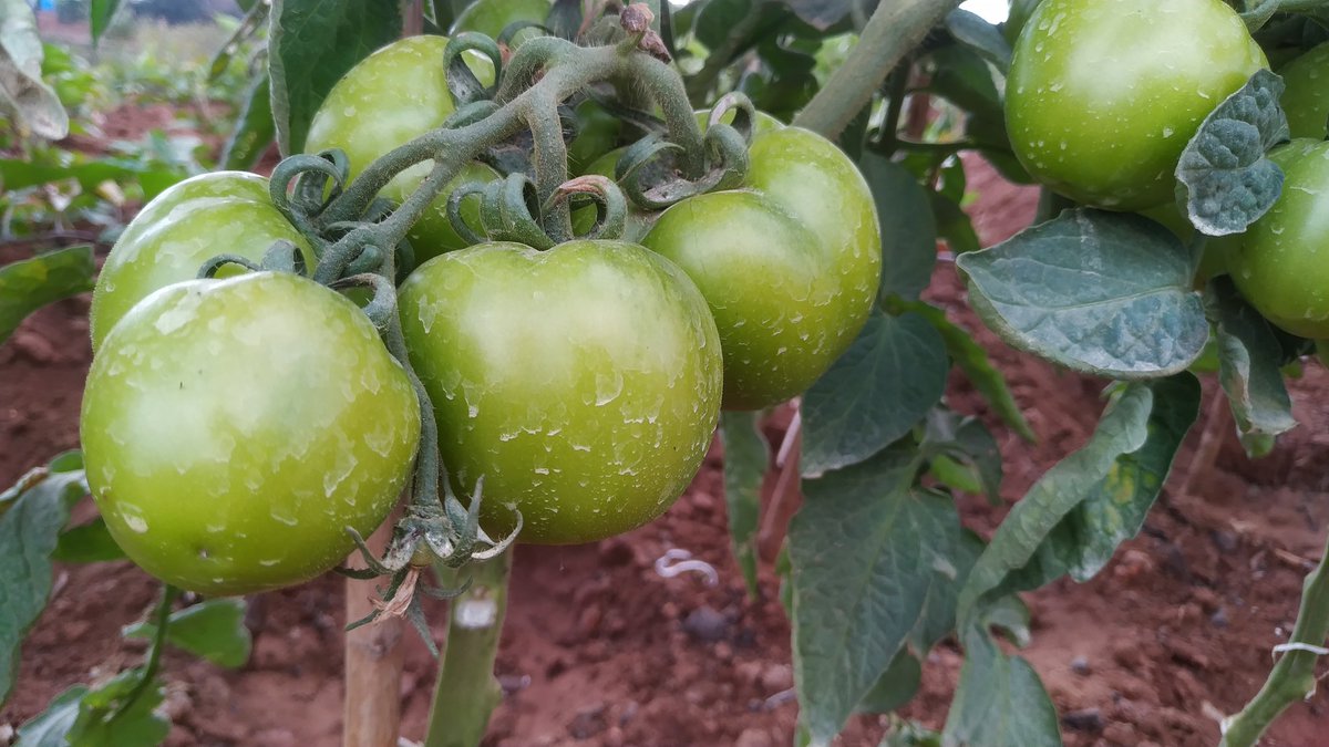 SamNavaya's tweet photo. Green tomato 🍅 https://t.co/S7SZGihpaY