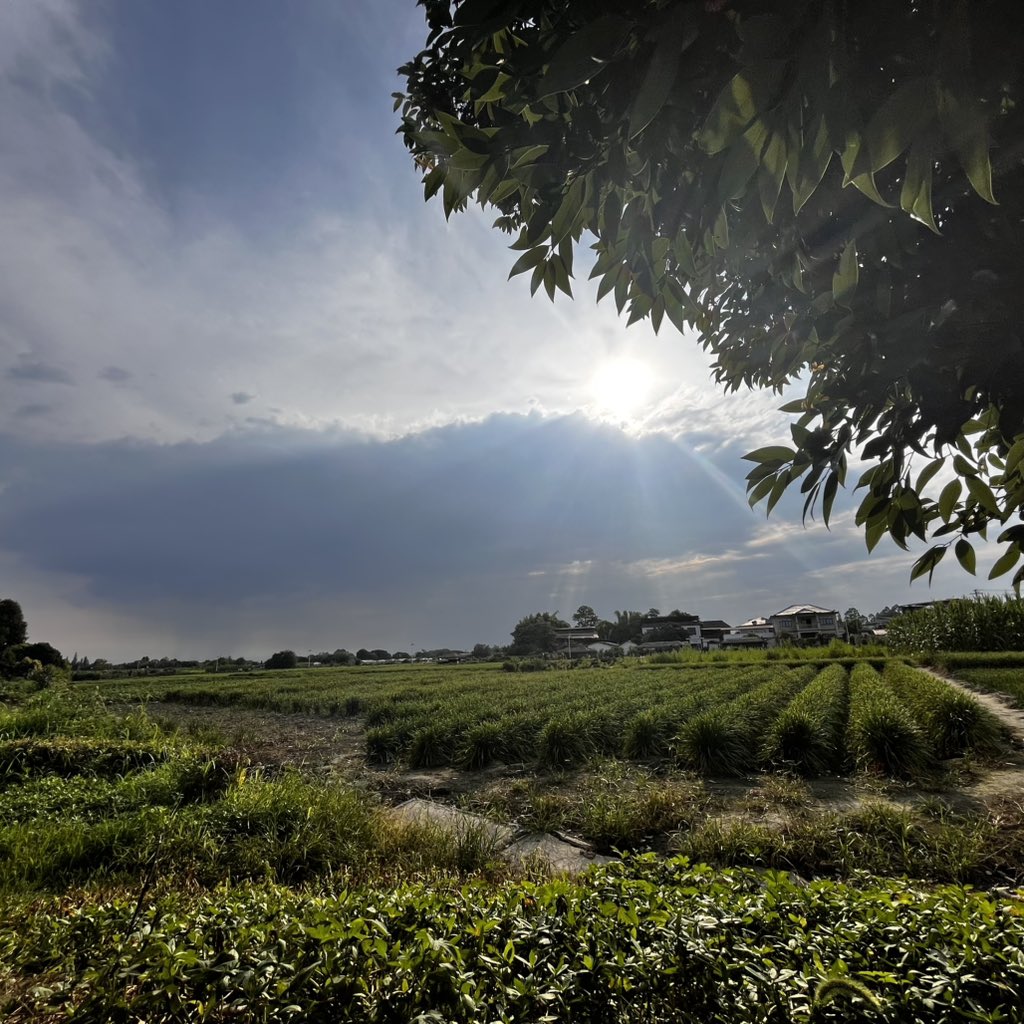 mikexuwing's tweet photo. Weekend time in countryside. https://t.co/whY4TK3CHC